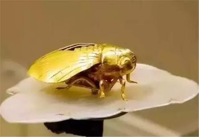 代表|考古发现1男4女合葬，墓中女子身上有一只“蝉”，专家不胜欢喜