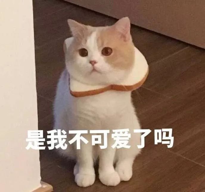 可爱小猫表情包你是猪我不要理你