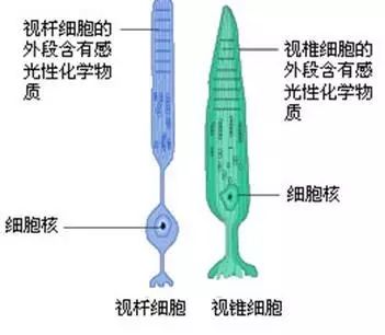 人口锥体_锥体束图片