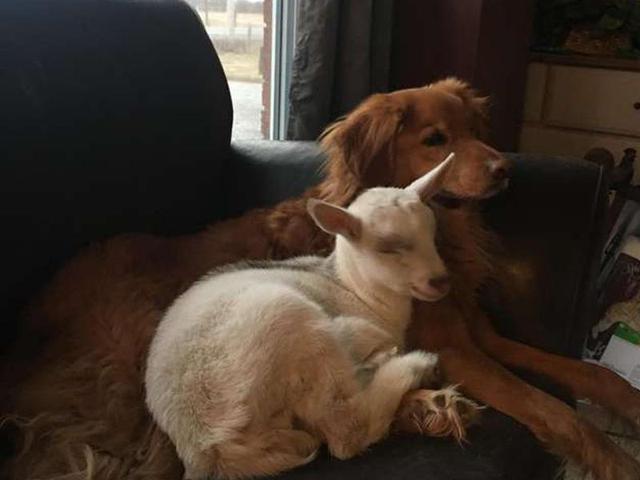遇到愛：這隻曾經殘疾的小羊，最喜歡和狗狗一起窩在沙發上睡覺！ 寵物 第1張