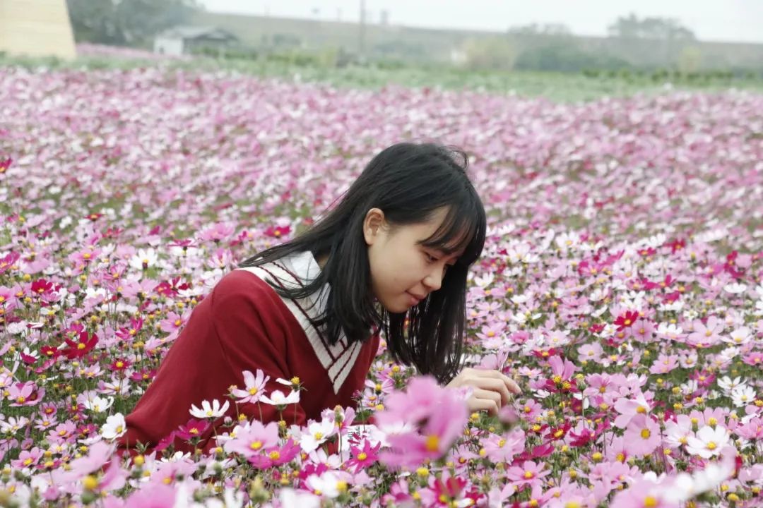 据了解,西江十里画廊花海将于元旦到春节期间迎来最佳观赏期.