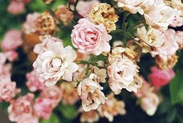 寒冬腊月你不在春暖花开你又是谁 002982c884e941acb8f78b0440434313.jpeg