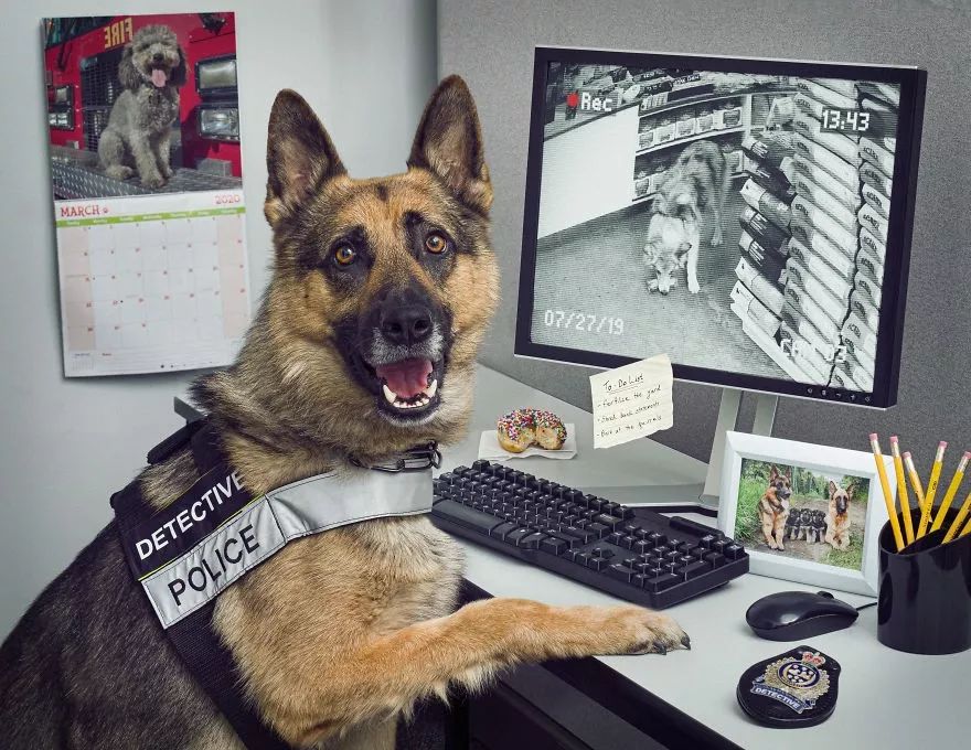 警犬拍摄了一组破案日历.被帅晕的网友:想看电影版啊!