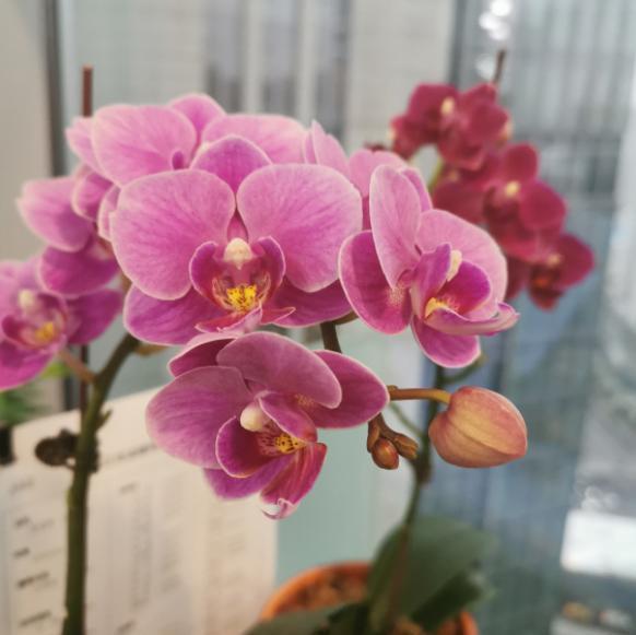 蝴蝶兰开完花后怎么处理 044e5923c5e64c6fa6c56a2d1228bd3c.jpeg