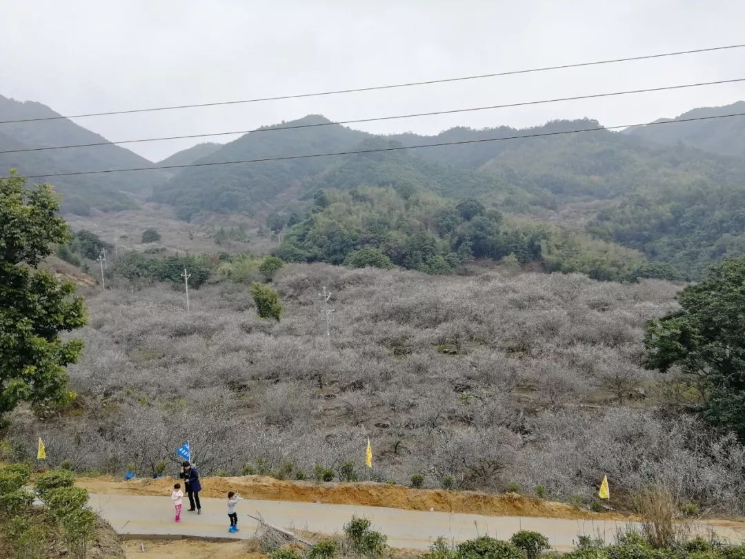 开幕元旦第五届普宁梅花旅游文化节船埔镇吉告村赏梅区启动仪式隆重