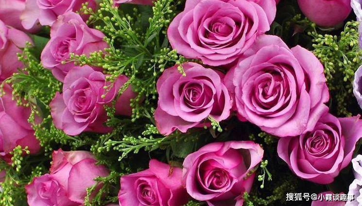 种玫瑰花用什么盆好 23d5c6adbd504e5aa016f0a7bcad2bfd.jpeg