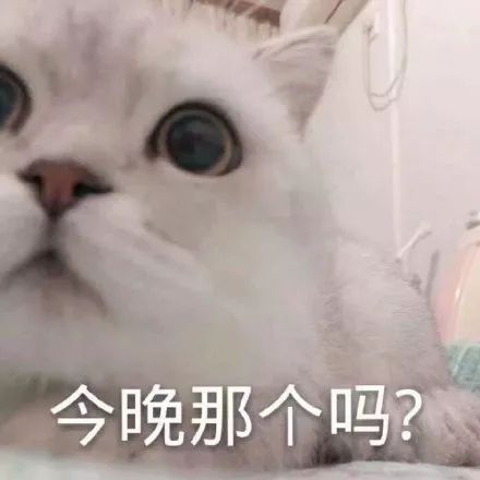 小猫表情包 可爱 2c70144e96174de987c49f631b20b030.jpeg