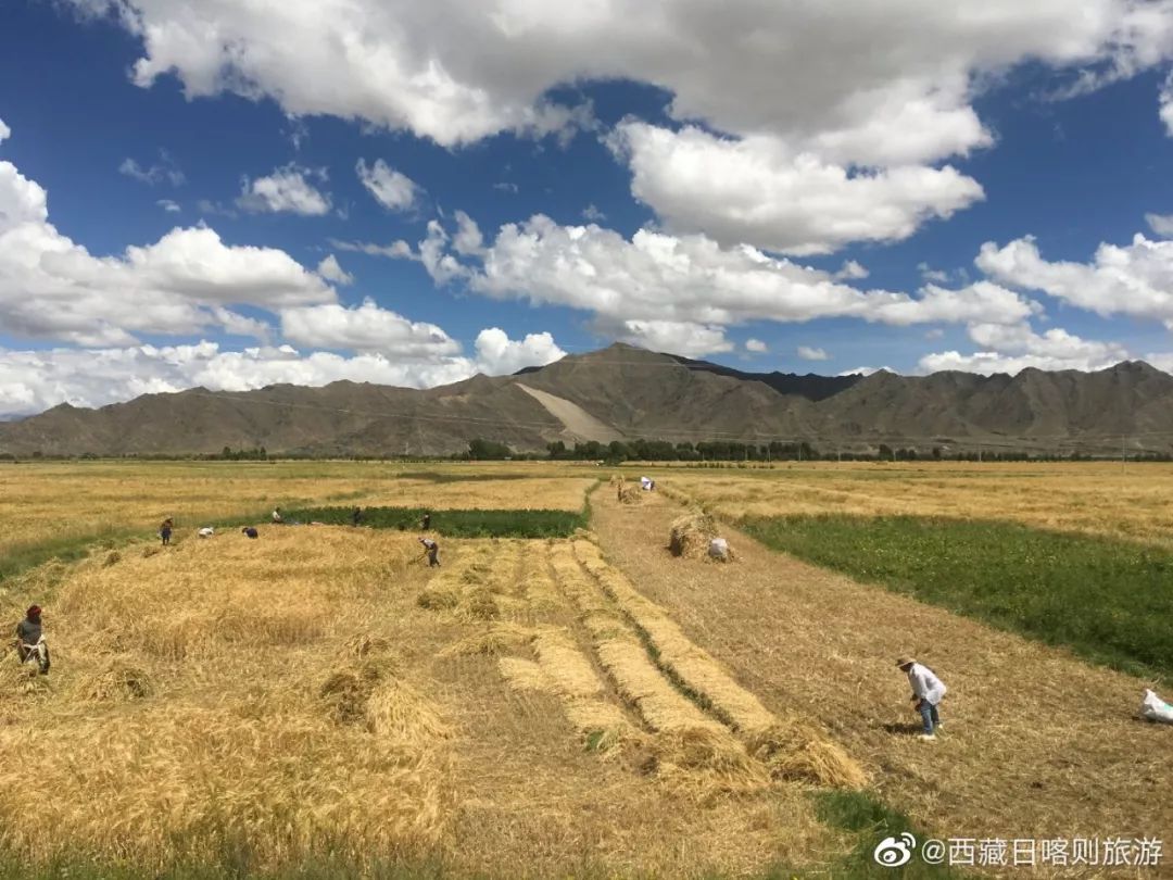 图片来源:新浪微博@西藏日喀则旅游在日喀则珠峰现代农业科技创新博览