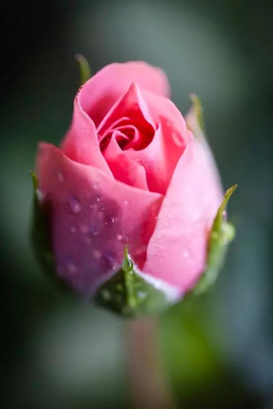 "至爱之花",玫瑰花