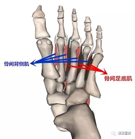 康复课堂足内肌解剖与生物力学知识分享