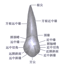 什么尖舌成语_成语故事图片(3)