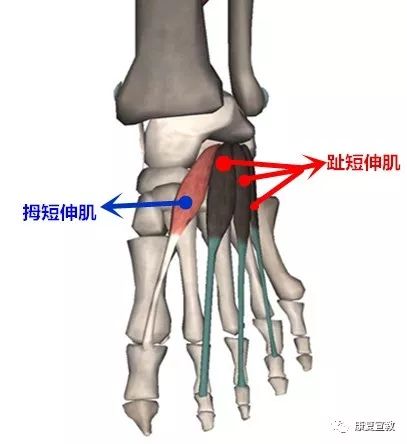 拇肌收肌 (二个头) ,小趾短屈肌第四层:骨间背侧肌 ,骨间足底肌除起止