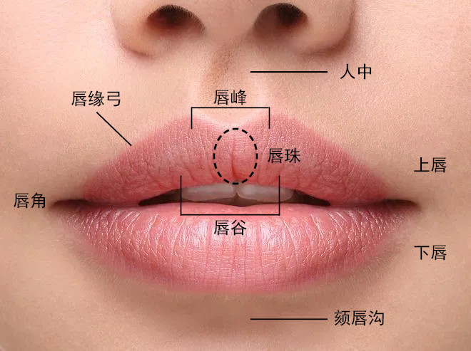 简单的说我们嘴唇可以分为上下唇 上唇里面比较重要的两个部位唇峰,唇