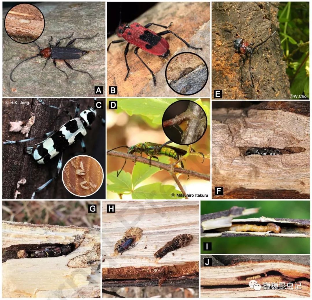 该亚科的昆虫寄主种类繁多,而且产卵器形态多样,产卵策略样式丰富,为