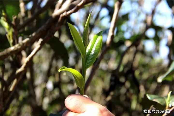 普洱茶知识100讲丨第48讲：什么是藤条普洱茶？藤条茶介绍