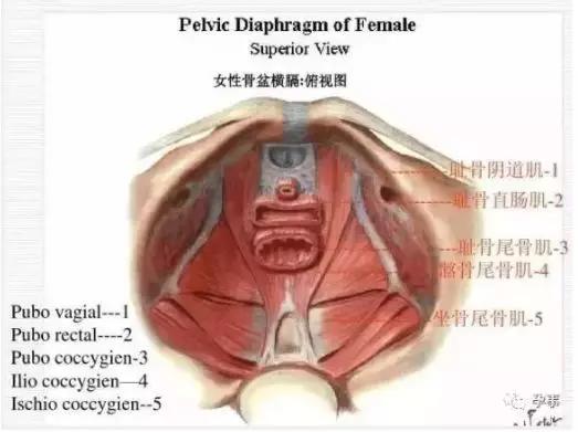 骨盆痛是什么意思 6f2960a39926468ab8706e16df3fa07b.jpeg