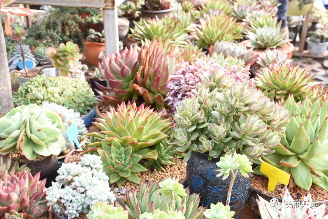 盆栽花卉种类大全及图片 784bbdcceda44fb1972e95d5fe72e4ea.jpeg