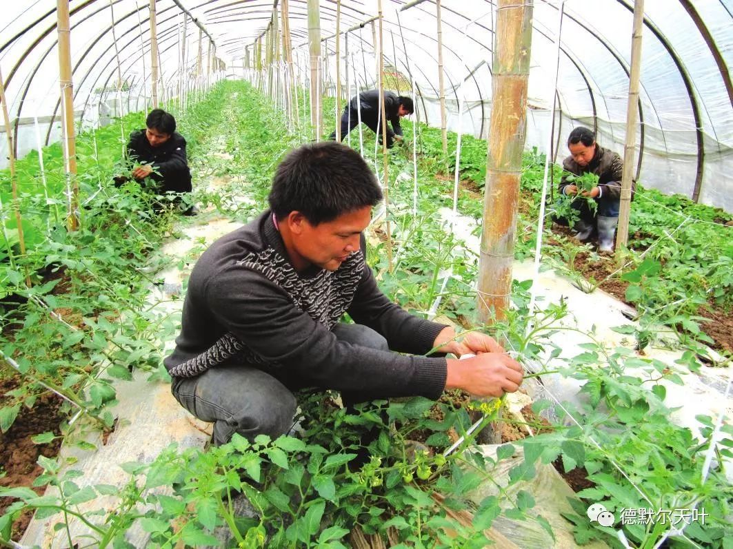 大棚蔬菜种植过程中应当如何正确施肥
