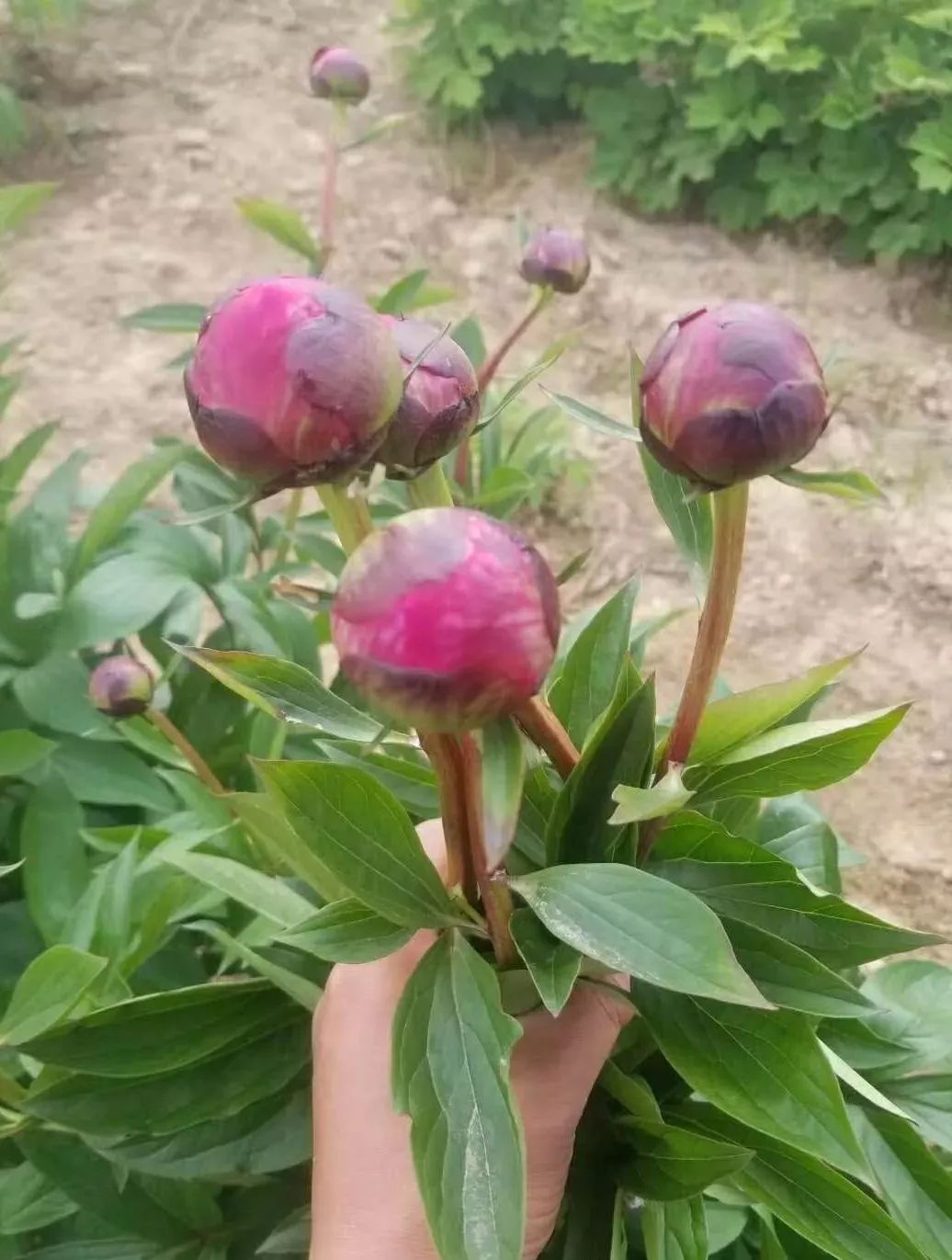 芍药鲜切花的收益及种植特点