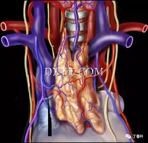 【病例】电视胸腔镜手术:胸腺切除治疗重症肌无力_静脉