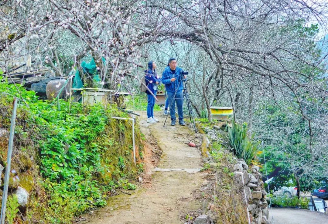 坪上石内梅花已竞相盛开,问你来不来?