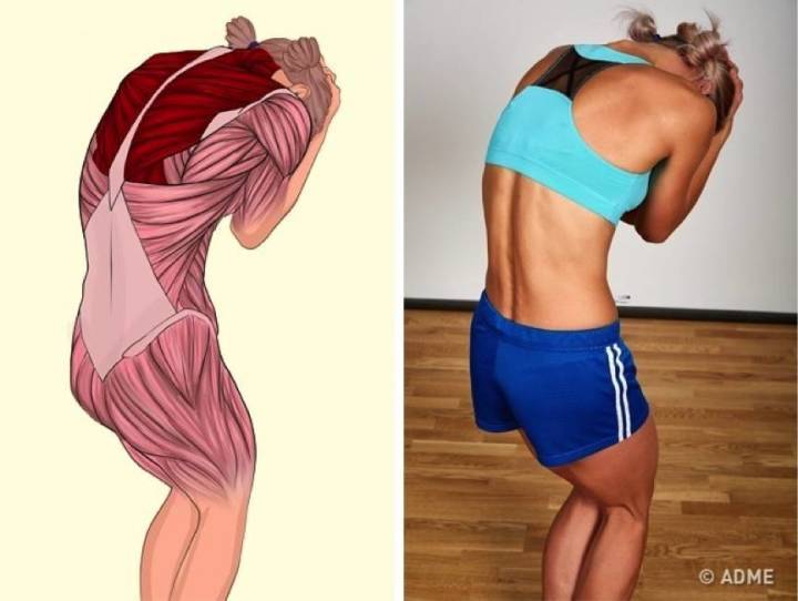 如何长胸肌肉 97fda90dda1f40a19442df3c8dc2cf3a.jpeg