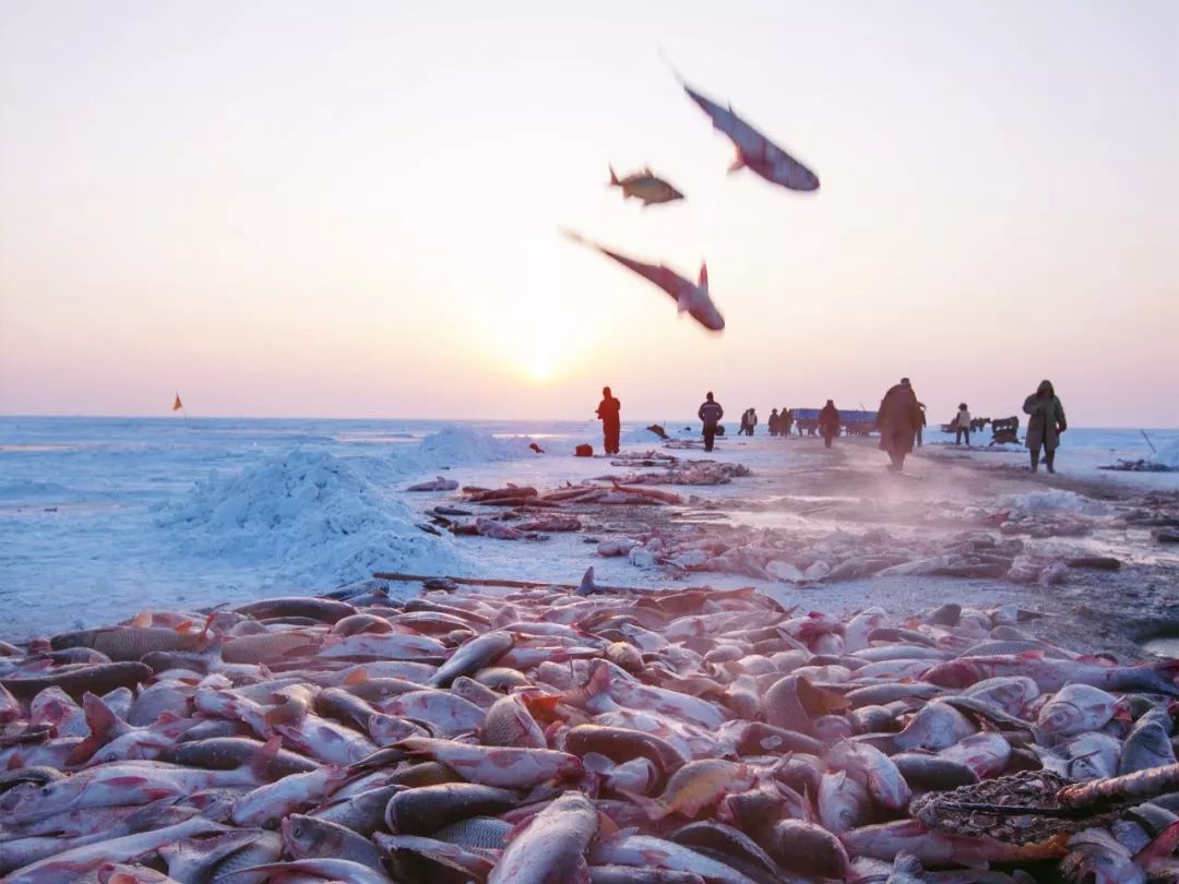 终端|确保新鲜速达,顺丰查干湖冬捕鱼包装解决