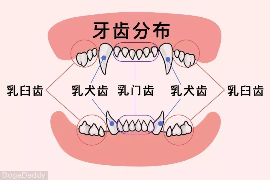 关于狗狗的牙齿