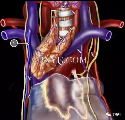 【病例】电视胸腔镜手术:胸腺切除治疗重症肌无力_静脉