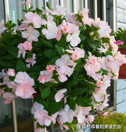 客厅最旺的花卉 ae8a000978b54ef1a70d9ee9545ed0c3.png