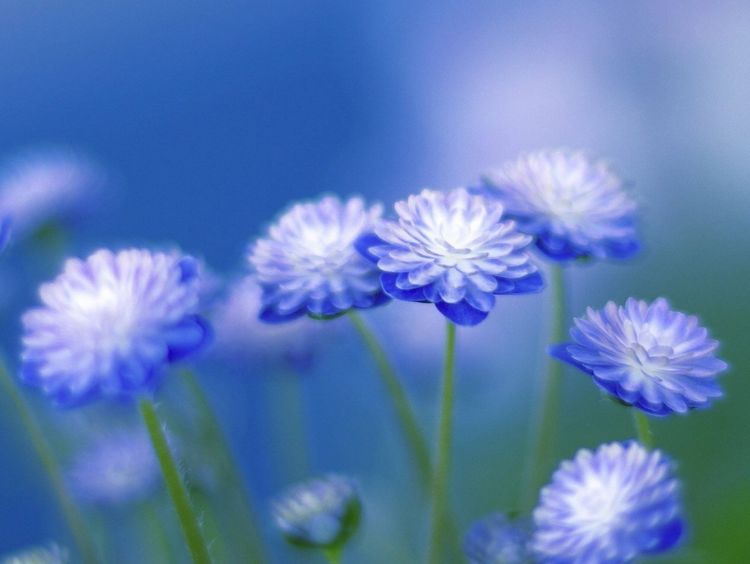 命理福禄富裕,金钱福气多的数不清的属相女,一