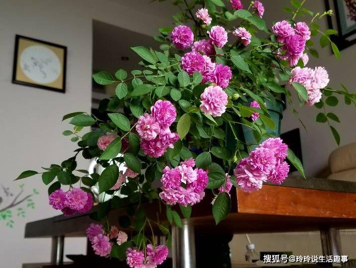 最贵的三种牡丹树价格 c066991d0f8243b09f8adeaa872a87e5.jpeg