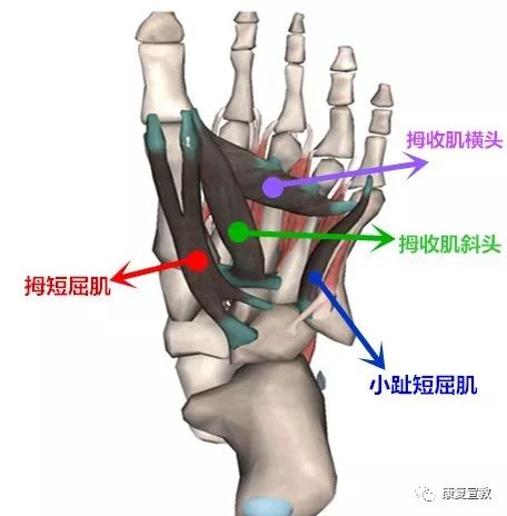 ③小趾展肌: 起跟结节,止于跖腱膜第五趾近节趾骨基底部,由足底外侧