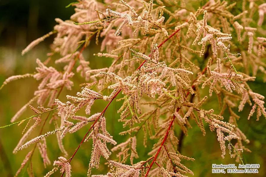 柽柳植物图片,柽柳图片和介绍,柽柳盆景造型图片(第2页)_大山谷图库