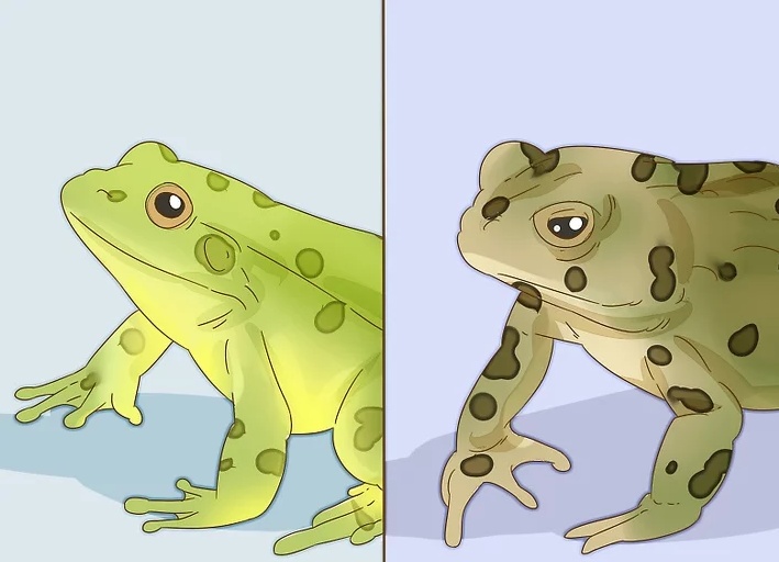 原创如何区分青蛙和蟾蜍