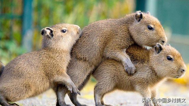 老鼠有多少年的历史了 eb39d752f9b14e8e84876375288f1b58.jpeg