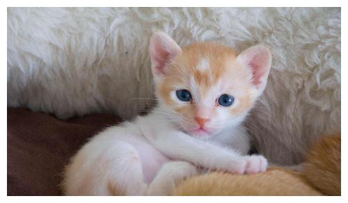 猫咪怎么才能亲近人 02371308fe374b4db4e3ed2357d69dc0.jpeg