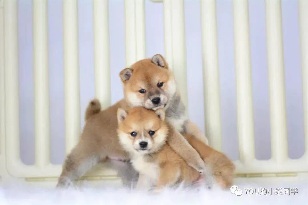 柴犬智商排名_柴犬智商排名第几(3)