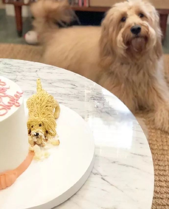 网友给女友做了个惊喜蛋糕，可狗砸看到后很生气