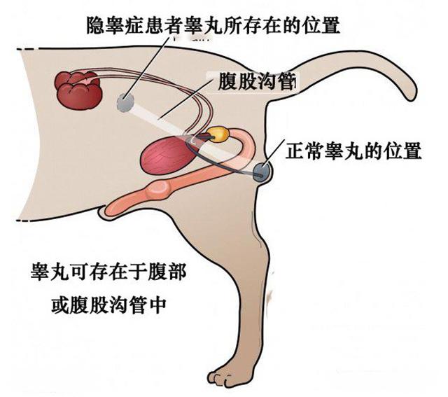 狗狗一个蛋蛋怎么办