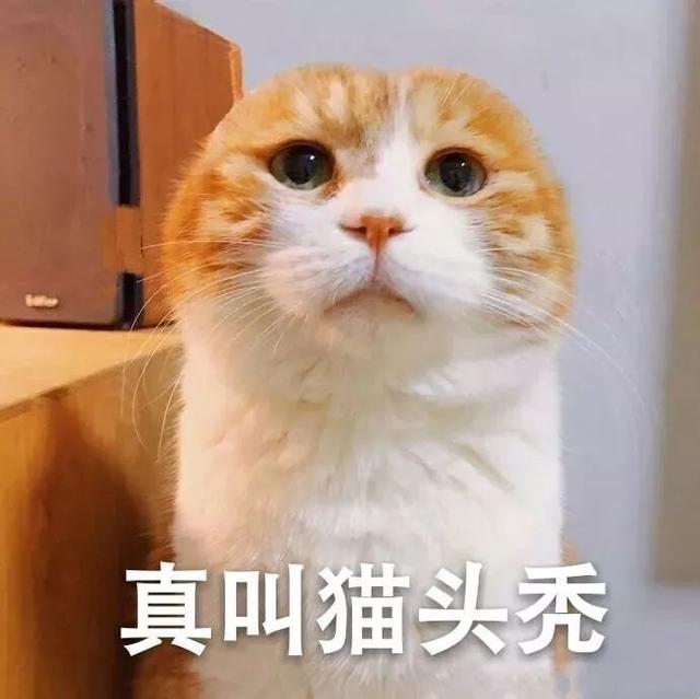 猫咪也有秃顶困扰而且越爱主人越秃