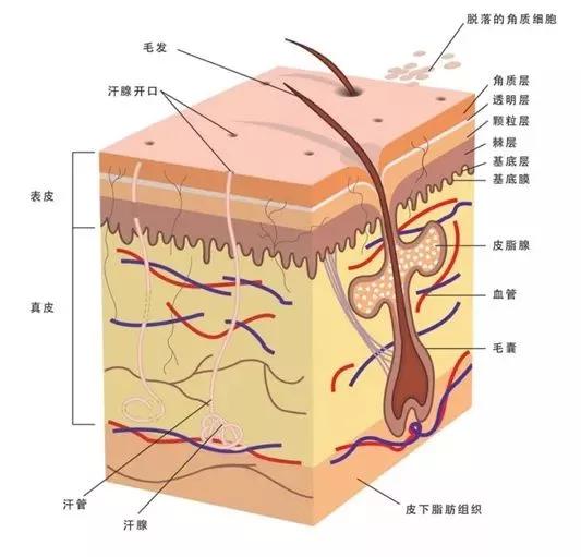 颜尊坊:关于皮脂膜,你了解多少?_皮肤