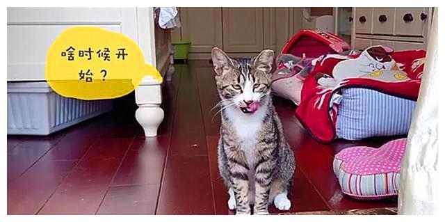 猫咪怎么才能让它亲近自己 2d6efd9d15514f4ab35554684618199d.jpeg