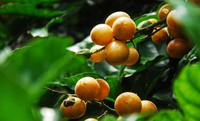 什么是黄皮什么是偏黄皮 2db4b9760e2041eb98030650d76da4c2.jpeg