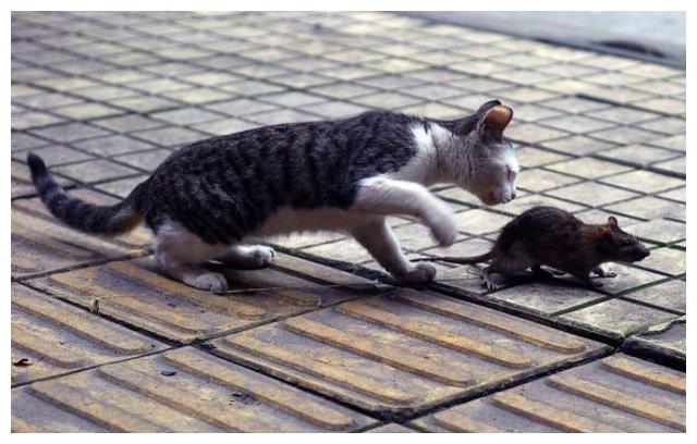 出门看见猫吃老鼠好不好