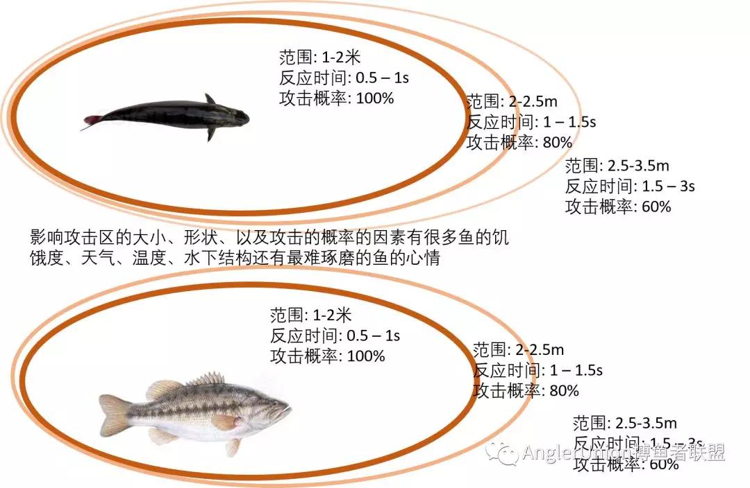 如何才能获得更好的鱼获? 你必须要更好的了解鱼类攻击区的概念