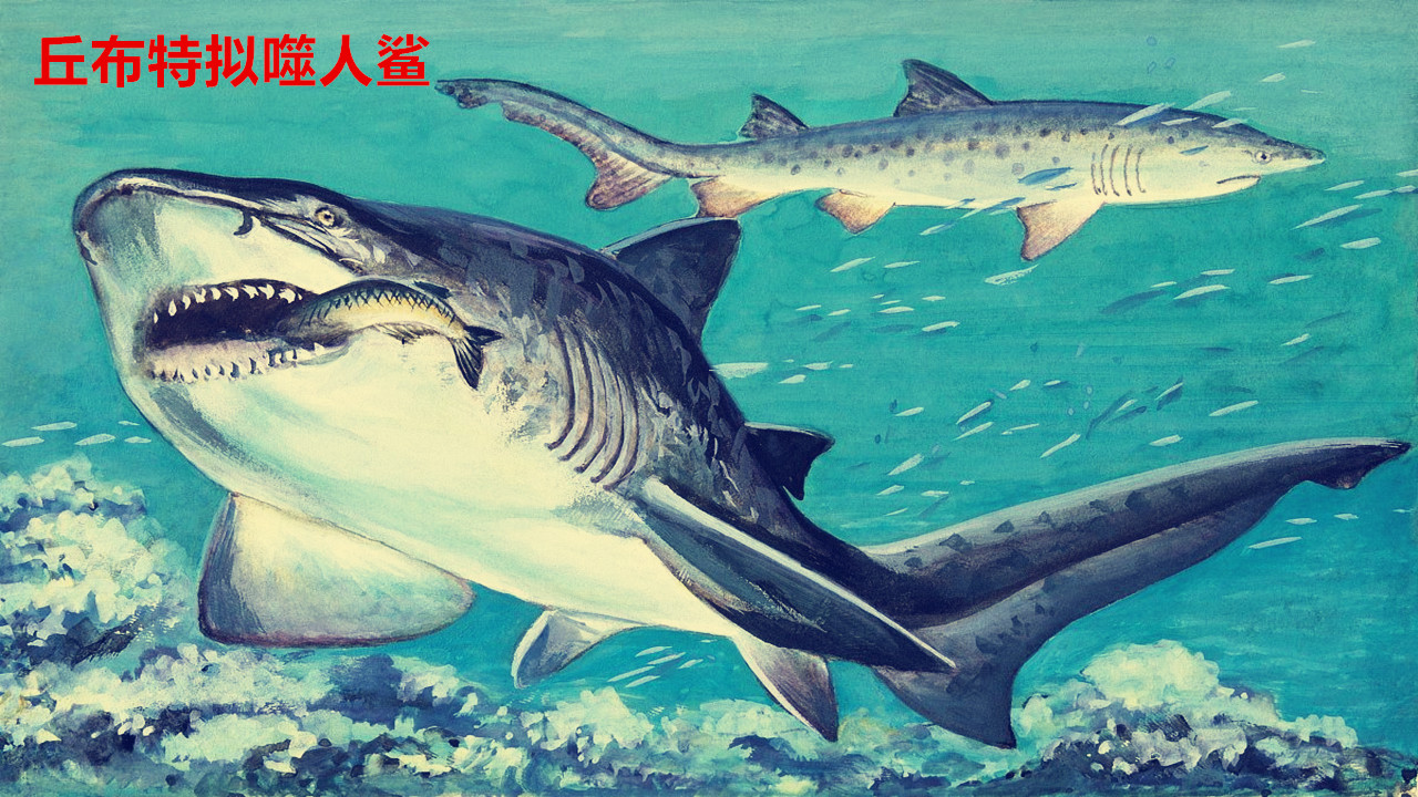 丘布特拟噬人鲨,生活在2800万年前—500万年前,是噬人鲨属的一种.