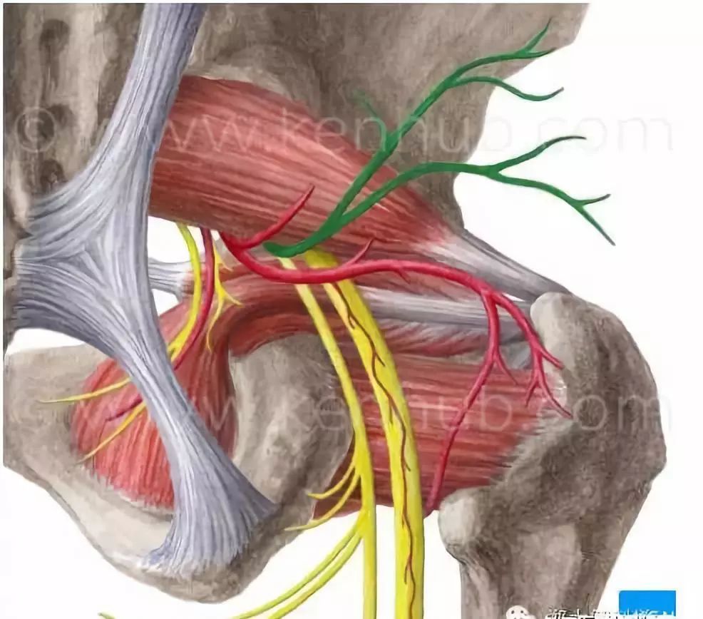 坐骨神经和肩胛上神经体表定位