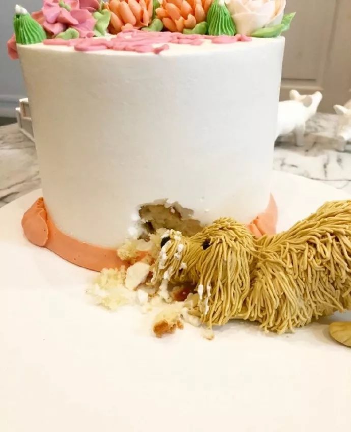 网友给女友做了个惊喜蛋糕，可狗砸看到后很生气