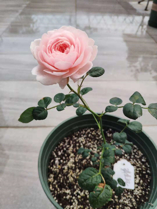 精品三角梅花图片 44db15a013f641ef8e9acc7267400850.jpeg